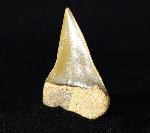 Carcharodon hastalis (AGASSIZ 1838) - Bild © FossNet FossilienStore